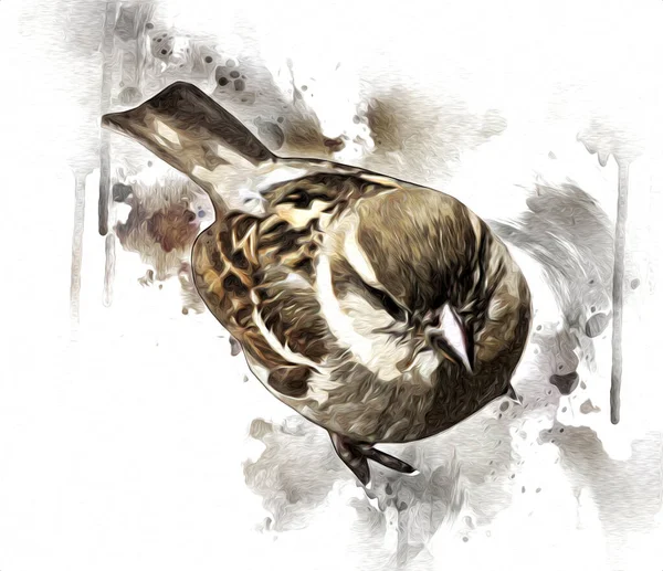 Sparrow Pássaro Ilustração Vintage Arte Desenho Esboço Antigo Retro Velho — Fotografia de Stock