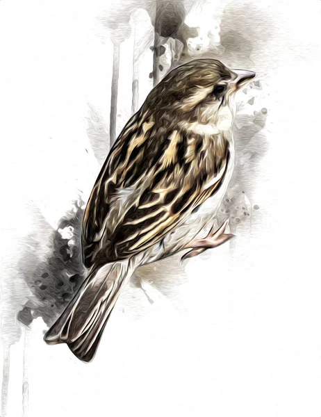 雀鳥ヴィンテージイラストアートスケッチアンティークレトロ古い — ストック写真