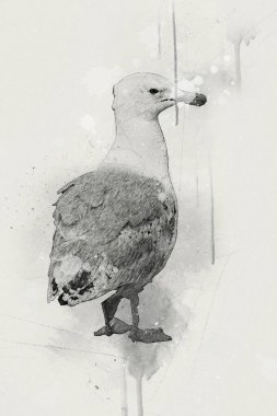 Atlantik beyaz deniz kuşu gökyüzünde uçar. Plaj martısı. Deniz kuşları, martı çizgi film çizimleri.