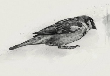 Serçe kuşu klasik illüstrasyon sanatı eskiz çiziyor antika eski