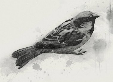 Serçe kuşu klasik illüstrasyon sanatı eskiz çiziyor antika eski