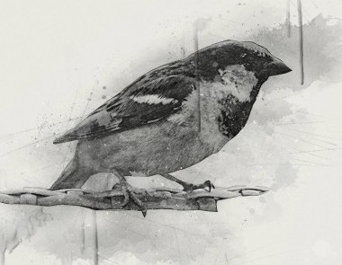 Serçe kuşu klasik illüstrasyon sanatı eskiz çiziyor antika eski