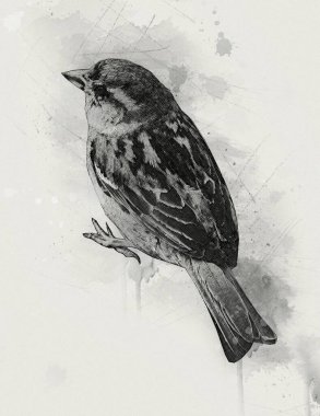 Serçe kuşu klasik illüstrasyon sanatı eskiz çiziyor antika eski