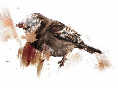 Serçe kuşu klasik illüstrasyon sanatı eskiz çiziyor antika eski