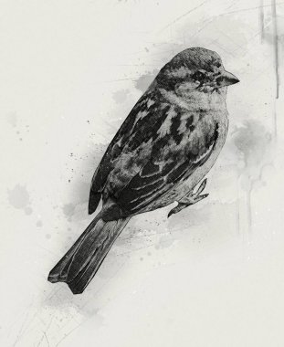 Serçe kuşu klasik illüstrasyon sanatı eskiz çiziyor antika eski