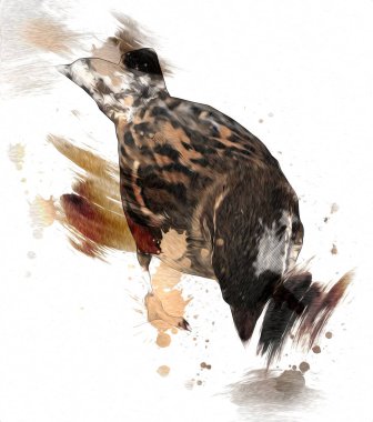 Serçe kuşu klasik illüstrasyon sanatı eskiz çiziyor antika eski