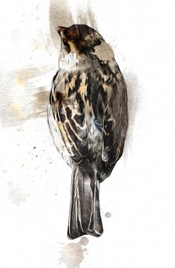 Serçe kuşu klasik illüstrasyon sanatı eskiz çiziyor antika eski