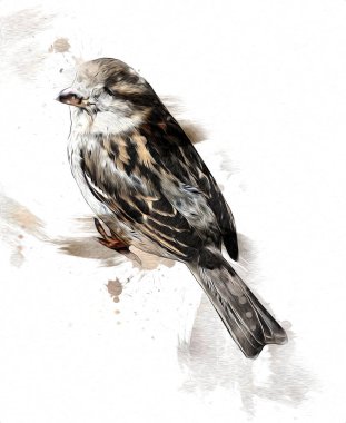 Serçe kuşu klasik illüstrasyon sanatı eskiz çiziyor antika eski