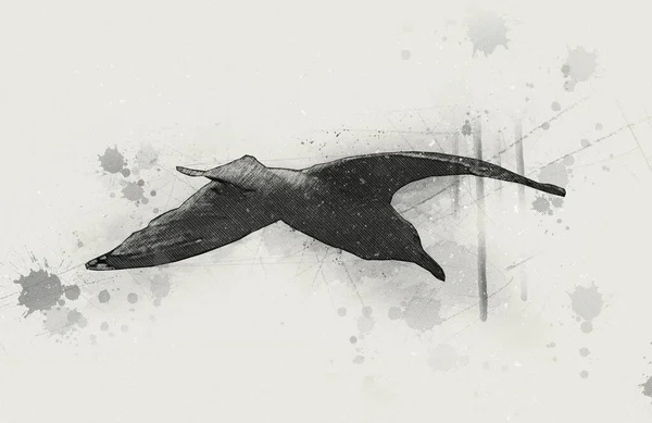 Білий Атлантичний Птах Літає Небі Пляжкова Чайка Морські Птахи Ілюстрації — стокове фото