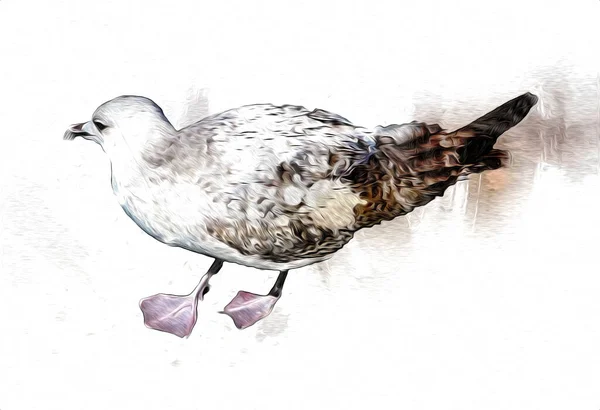 Atlantische Witte Zeevogel Vliegen Lucht Strandmeeuw Zeevogels Meeuw Tekenfilm Illustratie — Stockfoto