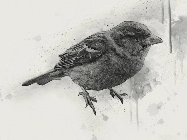 Gorrión Pájaro Vintage Ilustración Arte Dibujo Boceto Antiguo Retro —  Fotos de Stock