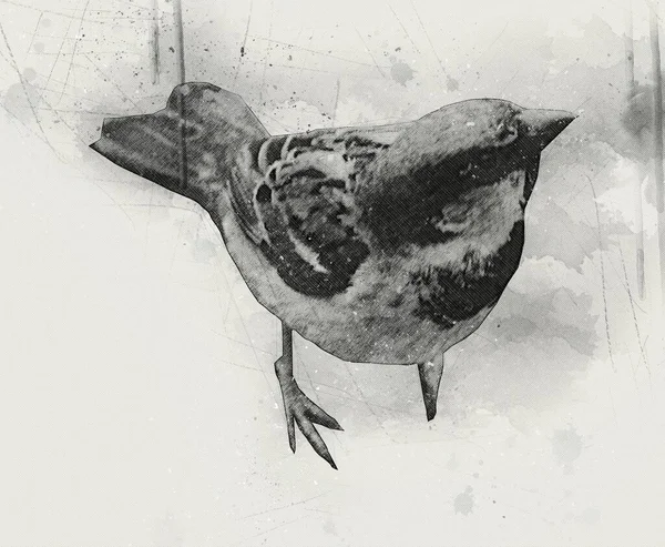 Sparrow Bird Vintage Illustration Art Drawing Sketch Antique Retro Old — Stock Photo, Image