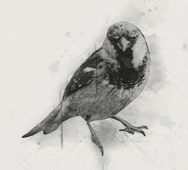 Sparrow Pássaro Ilustração Vintage Arte Desenho Esboço Antigo Retro Velho — Fotografia de Stock