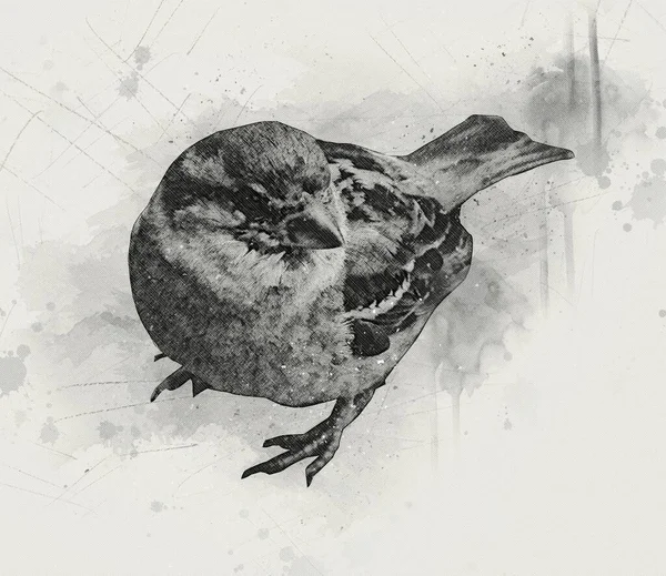 Sparrow Pássaro Ilustração Vintage Arte Desenho Esboço Antigo Retro Velho — Fotografia de Stock