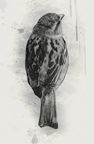 Sparrow Pássaro Ilustração Vintage Arte Desenho Esboço Antigo Retro Velho — Fotografia de Stock