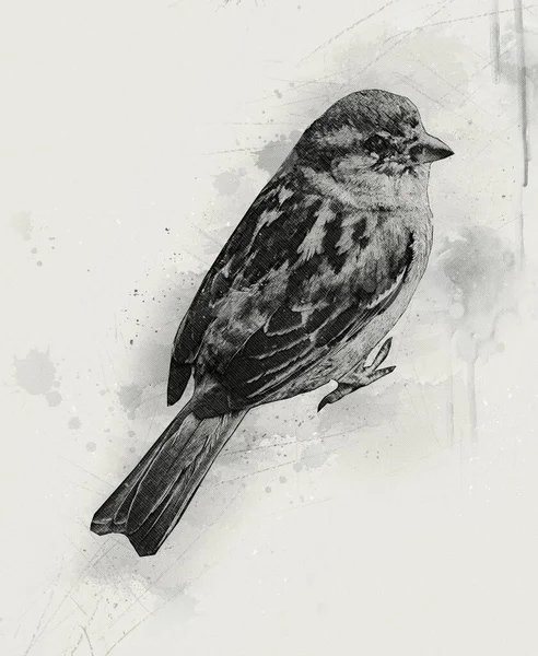 Gorrión Pájaro Vintage Ilustración Arte Dibujo Boceto Antiguo Retro — Foto de Stock