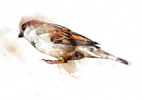 Sparrow Pássaro Ilustração Vintage Arte Desenho Esboço Antigo Retro Velho — Fotografia de Stock