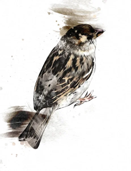Sparrow Pássaro Ilustração Vintage Arte Desenho Esboço Antigo Retro Velho — Fotografia de Stock
