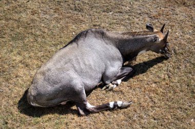 Doğal Park 'ta yatan Erkek Su Kombosu' nun Portresi