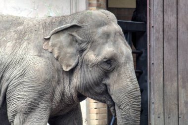 Fil fotoğrafçılığı hayvanat bahçesi klasik ormanı.