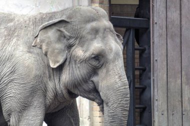 Fil fotoğrafçılığı hayvanat bahçesi klasik ormanı.