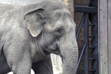 Fil fotoğrafçılığı hayvanat bahçesi klasik ormanı.