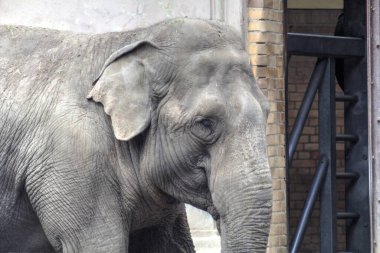 Fil fotoğrafçılığı hayvanat bahçesi klasik ormanı.