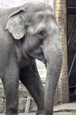 Fil fotoğrafçılığı hayvanat bahçesi klasik ormanı.