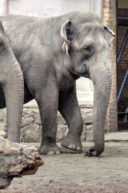 Fil fotoğrafçılığı hayvanat bahçesi klasik ormanı.