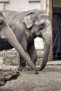 Fil fotoğrafçılığı hayvanat bahçesi klasik ormanı.