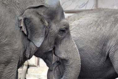 Fil fotoğrafçılığı hayvanat bahçesi klasik ormanı.