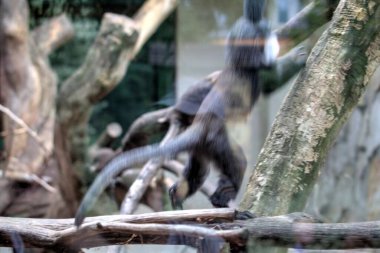 Gerçekçi maymun ağaç renkli fotoğrafçılıkta