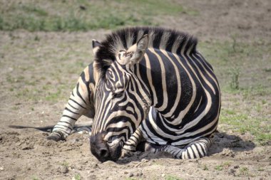 Afrika memelilerinin Zebra fotoğrafı.