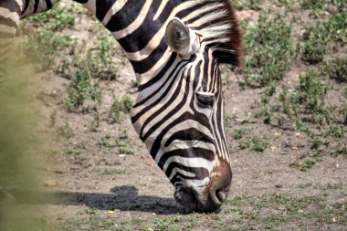 Afrika memelilerinin Zebra fotoğrafı.