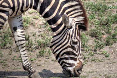 Afrika memelilerinin Zebra fotoğrafı.