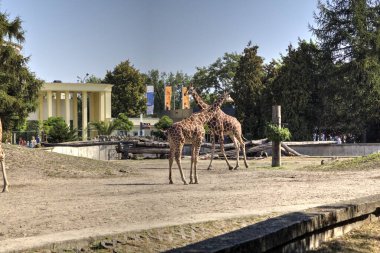 Fotoğraf sanatı hayvanı, zürafa manzarası.