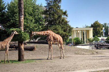 Fotoğraf sanatı hayvanı, zürafa manzarası.