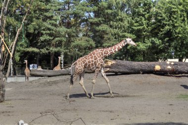 Fotoğraf sanatı hayvanı, zürafa manzarası.