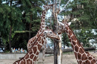 Fotoğraf sanatı hayvanı, zürafa manzarası.