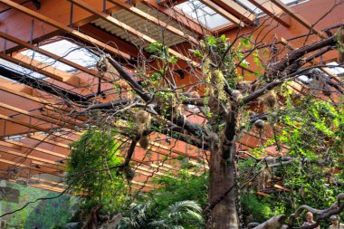 Zemin kırsal yolun ortasında tropikal orman