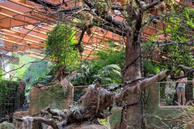 Zemin kırsal yolun ortasında tropikal orman