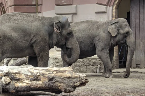 Elephant Photography Zoo Vintage Junlge — Stock Photo, Image