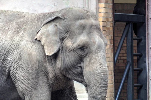 Fil fotoğrafçılığı hayvanat bahçesi klasik ormanı.