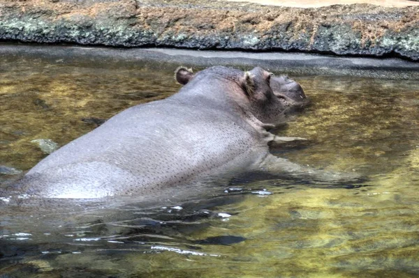 ヒッポ写真アートヴィンテージビューで動物園 — ストック写真