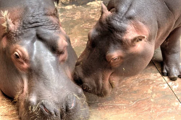 빈티지 Zoo — 스톡 사진