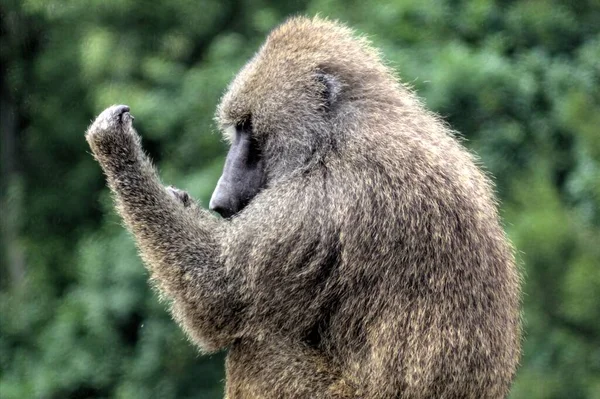 Ρεαλιστική Μαϊμού Δέντρο Πολύχρωμες Φωτογραφίες — Φωτογραφία Αρχείου