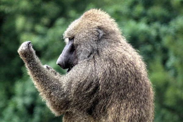 Singe Réaliste Sur Arbre Photographie Colorée — Photo