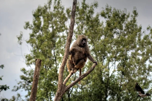 Macaco Realista Árvore Fotografia Colorida — Fotografia de Stock
