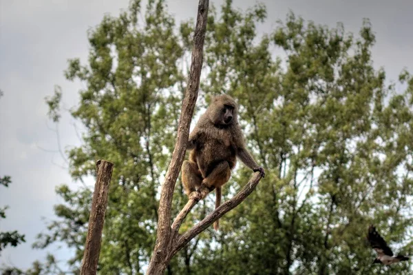 Realistic Monkey Tree Colorful Photography — Stock Photo, Image