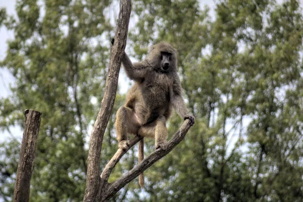 木の上の現実的な猿カラフルな写真 — ストック写真